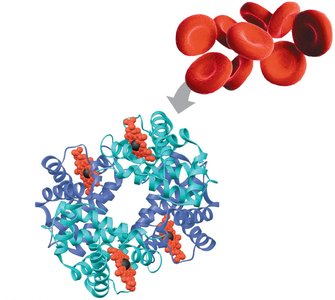 Hemoglobin: example of quaternary structure