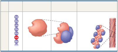 Sickle-cell hemoglobin structure