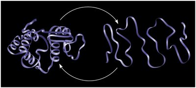 Normal vs. denatured protein structure
