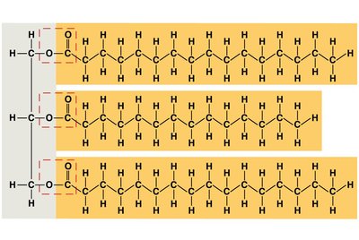 Triacylglycerol structure with three fatty acids