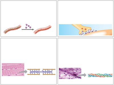 Examples of protein functions (continued)