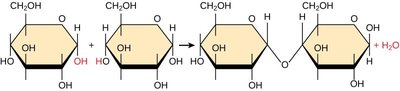 Dehydration synthesis of a triglyceride