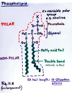Phospholipid structure diagram