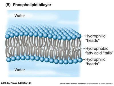Phospholipid bilayer structure