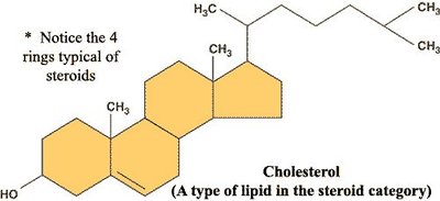 Cholesterol structure with four rings