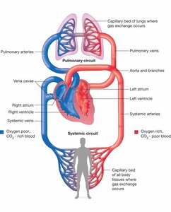 Diagram of pulmonary and systemic circuits showing blood flow through heart, lungs, and body