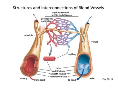 Structures and interconnections of blood vessels: artery, vein, capillary network