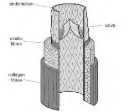 Vein structure showing endothelium, elastic fibers, collagen fibers, and valve