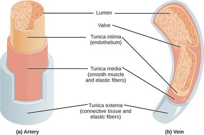 Cross-section of artery and vein showing layers: tunica intima, tunica media, tunica externa, lumen, valve