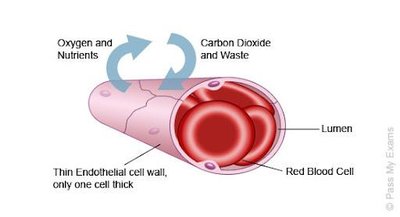 Capillary structure showing thin endothelial cell wall and exchange of oxygen, nutrients, carbon dioxide, and waste