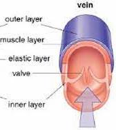 Vein cross-section showing outer layer, muscle layer, elastic layer, valve, inner layer