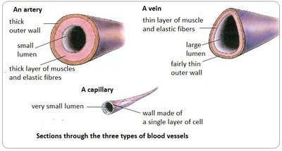 Sections through the three types of blood vessels: artery, vein, capillary