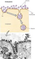 Diagram of endocytosis process