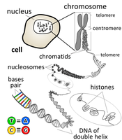 Diagram showing the organization of DNA into chromatin, chromosomes, and genes