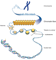 Chromatin fiber structure with nucleosomes and histones