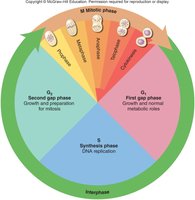 Diagram of the cell cycle with G1, S, G2, and M phases