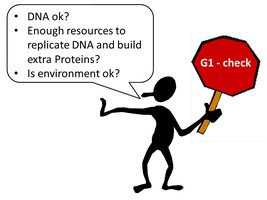 G1 checkpoint illustration