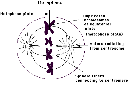 Metaphase: Chromosomes aligned at metaphase plate