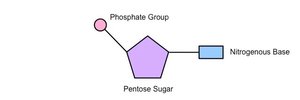 Diagram of a nucleotide showing phosphate group, pentose sugar, and nitrogenous base