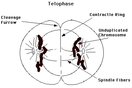 Telophase: Chromosomes decondense, nuclear envelope reforms
