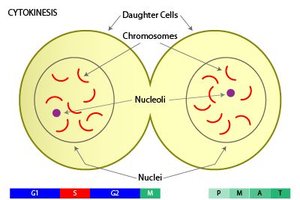 Cytokinesis: Formation of two daughter cells