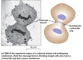 Cytokinesis in animal cells showing cleavage furrow