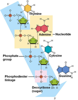 Diagram showing the structure of DNA with labeled nucleotides, phosphodiester bonds, and base pairs