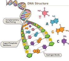DNA structure showing complementary base pairing and hydrogen bonds