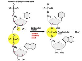 Formation of phosphodiester bond between nucleotides