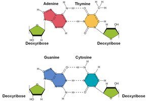 Base pairing between adenine-thymine and guanine-cytosine