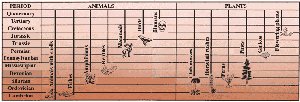 Fossil succession in rock layers