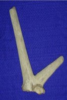 Antilocapra americana and fossil evidence