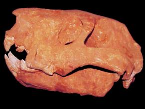 Fossil skull from Australia or Antarctica
