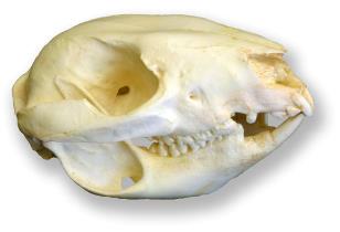 Modern marsupial skull