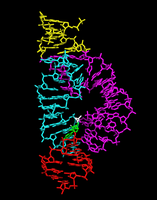 Structure of a ribozyme (hammerhead ribozyme)