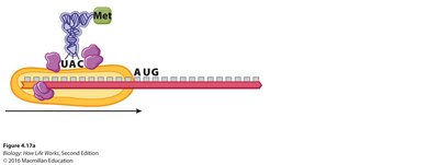 Promoter sequence