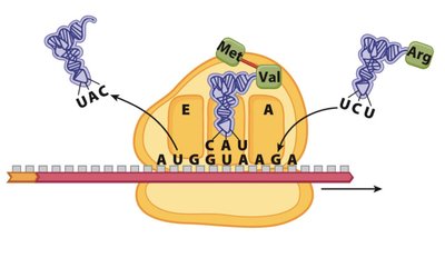 Translation elongation: ribosome shifts
