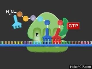 Codon table with start and stop codons