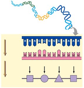 Diagram showing DNA, RNA, and protein synthesis
