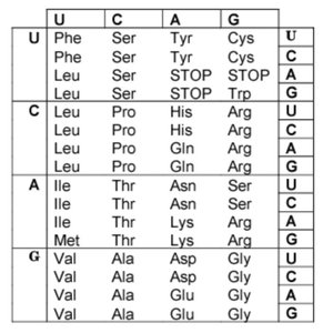 Codon table mutation question