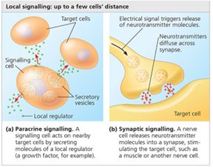 Local signalling: paracrine and synaptic