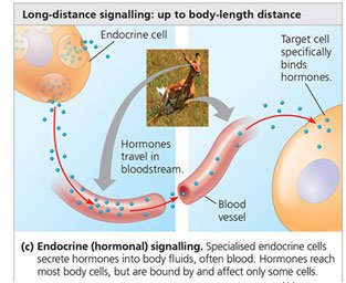 Long-distance endocrine signalling