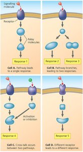 Specificity and diversity of signalling pathways