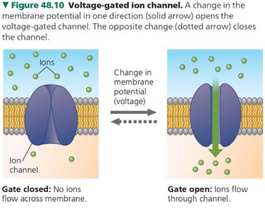 Ligand-gated ion channel structure and function