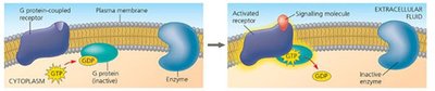 GPCR activation and G-protein cycle
