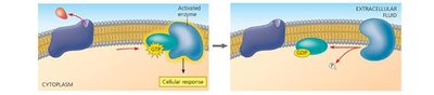 GPCR signalling pathway