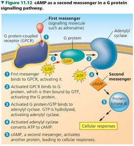 cAMP as a second messenger in GPCR pathway