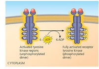 RTK phosphorylation
