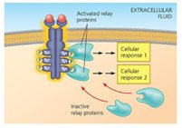 RTK relay protein activation