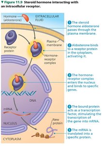 Steroid hormone interacting with intracellular receptor